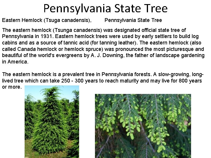 Pennsylvania State Tree Eastern Hemlock (Tsuga canadensis), Pennsylvania State Tree The eastern hemlock (Tsunga