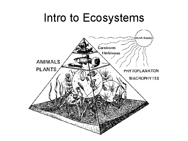 Intro to Ecosystems 