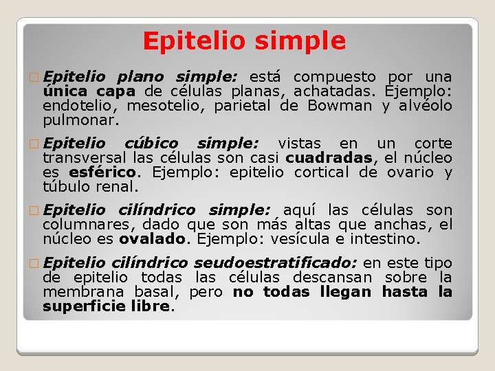 Epitelio simple � Epitelio plano simple: está compuesto por una única capa de células