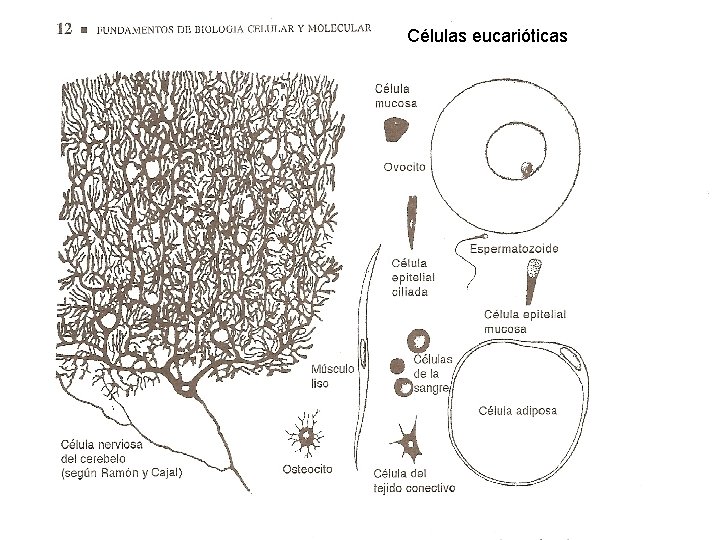 Células eucarióticas 