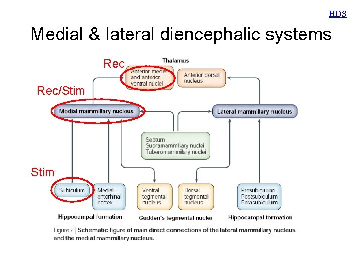 HDS Medial & lateral diencephalic systems Rec/Stim 