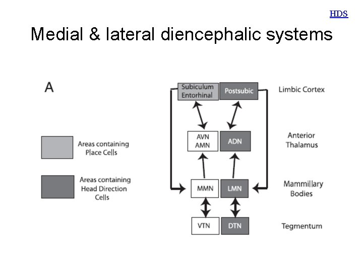 HDS Medial & lateral diencephalic systems 