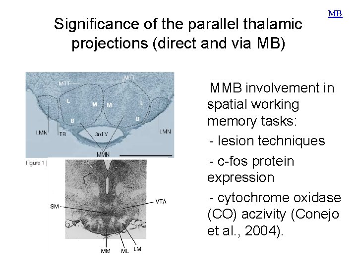 Significance of the parallel thalamic projections (direct and via MB) MB MMB involvement in