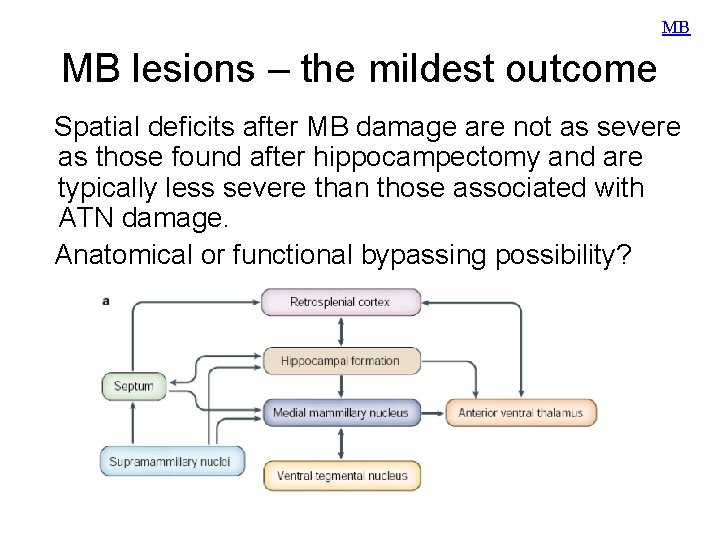 MB MB lesions – the mildest outcome Spatial deficits after MB damage are not