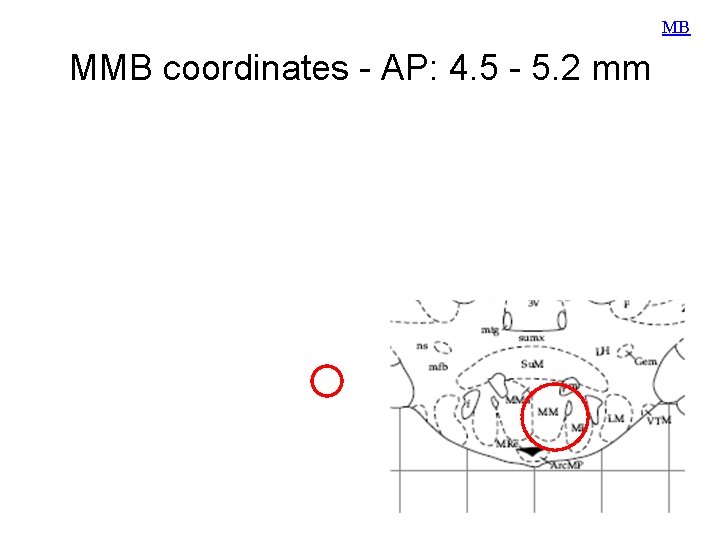 MB MMB coordinates - AP: 4. 5 - 5. 2 mm 