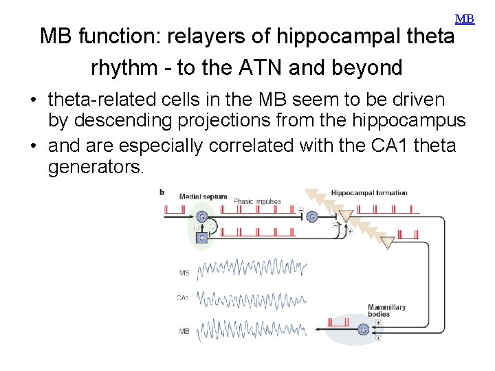 MB MB function: relayers of hippocampal theta rhythm - to the ATN and beyond