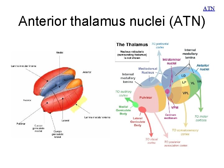 ATN Anterior thalamus nuclei (ATN) 