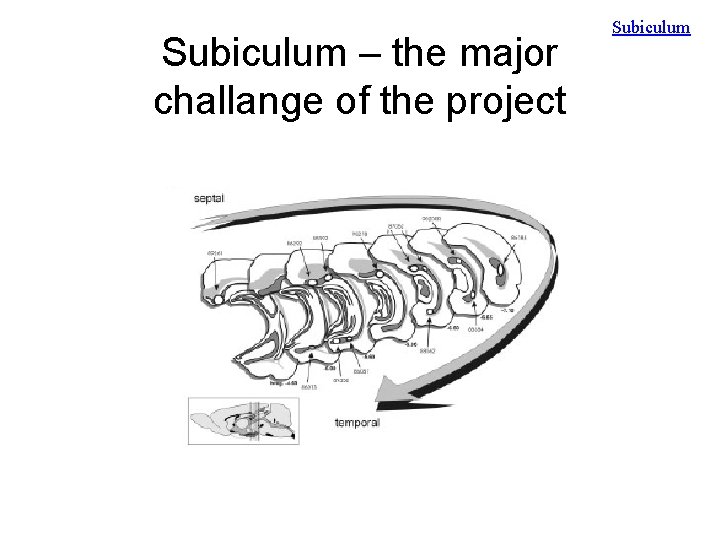 Subiculum – the major challange of the project Subiculum 