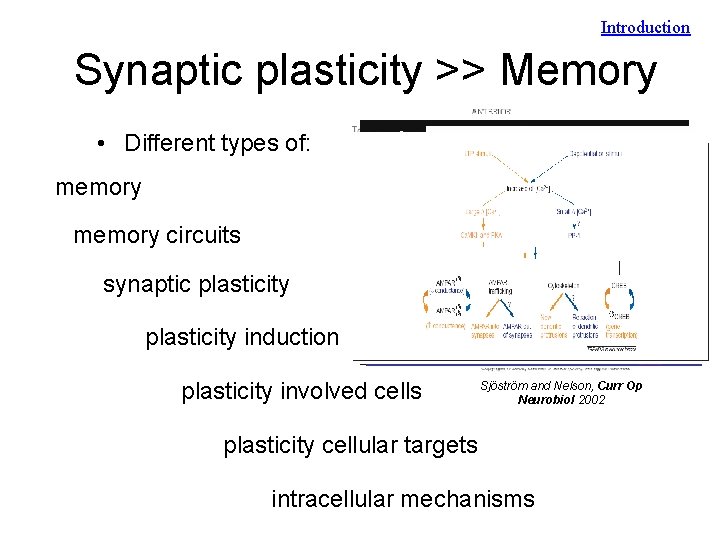 Introduction Synaptic plasticity >> Memory • Different types of: Plasticity memory circuits synaptic plasticity