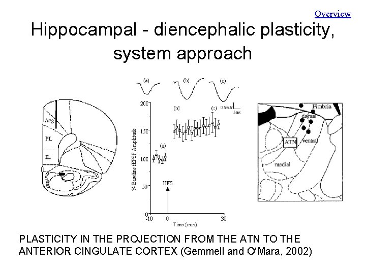 Overview Hippocampal - diencephalic plasticity, system approach PLASTICITY IN THE PROJECTION FROM THE ATN