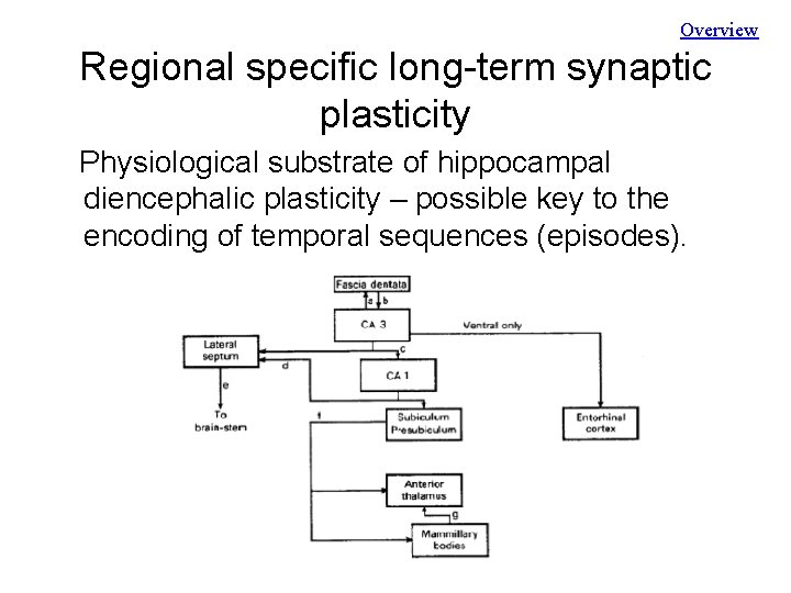 Overview Regional specific long-term synaptic plasticity Physiological substrate of hippocampal diencephalic plasticity – possible