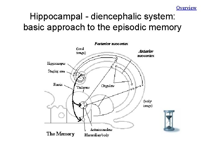 Overview Hippocampal - diencephalic system: basic approach to the episodic memory 