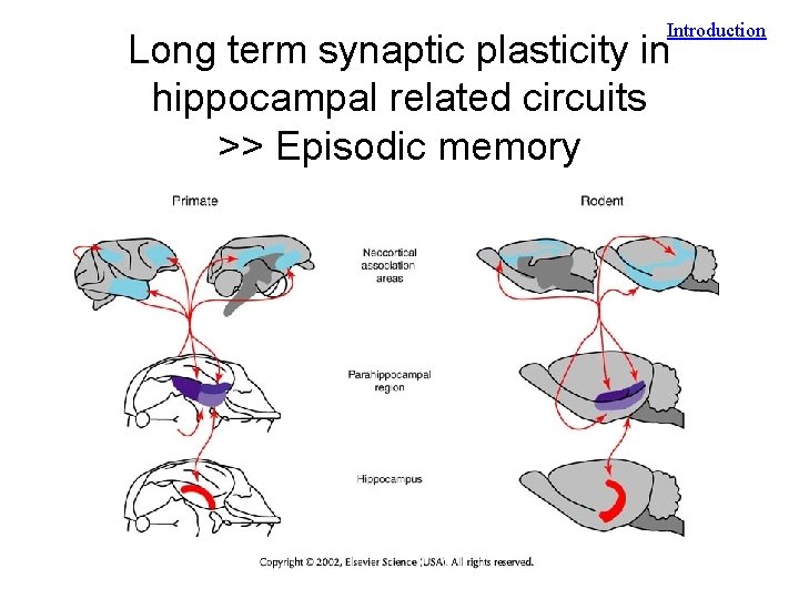 Introduction Long term synaptic plasticity in hippocampal related circuits >> Episodic memory 