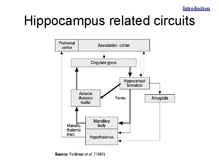 Introduction Hippocampus related circuits 