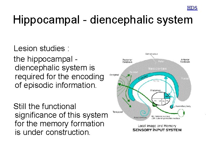 HDS Hippocampal - diencephalic system Lesion studies : the hippocampal diencephalic system is required