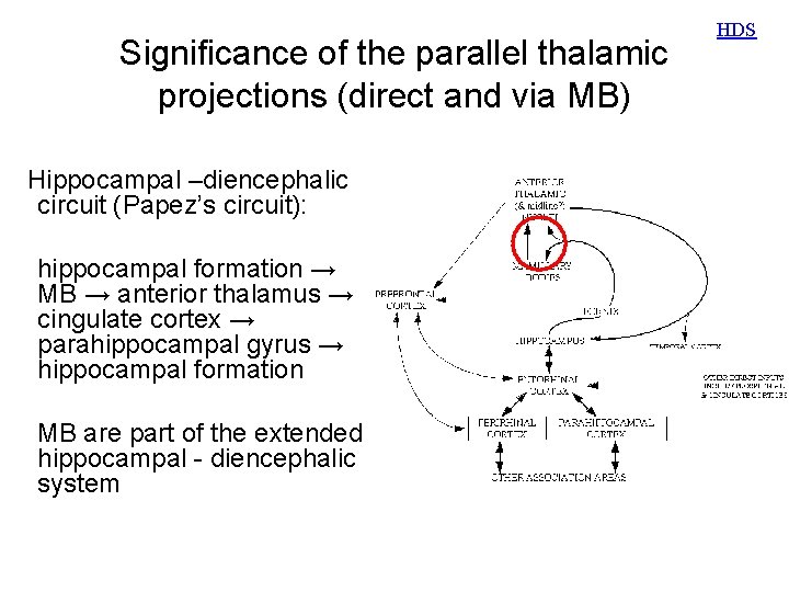 Significance of the parallel thalamic projections (direct and via MB) Hippocampal –diencephalic circuit (Papez’s