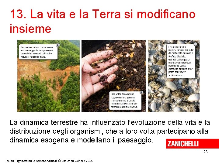 13. La vita e la Terra si modificano insieme La dinamica terrestre ha influenzato 13. La vita e la Terra si modificano insieme La dinamica terrestre ha influenzato