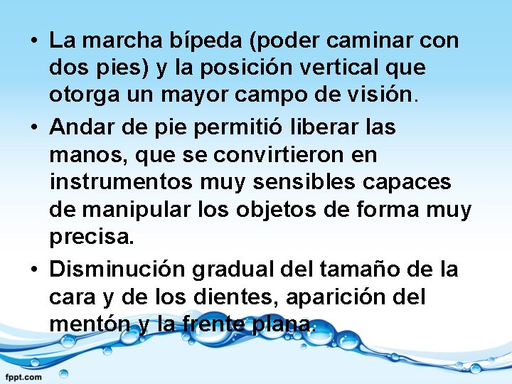  • La marcha bípeda (poder caminar con dos pies) y la posición vertical