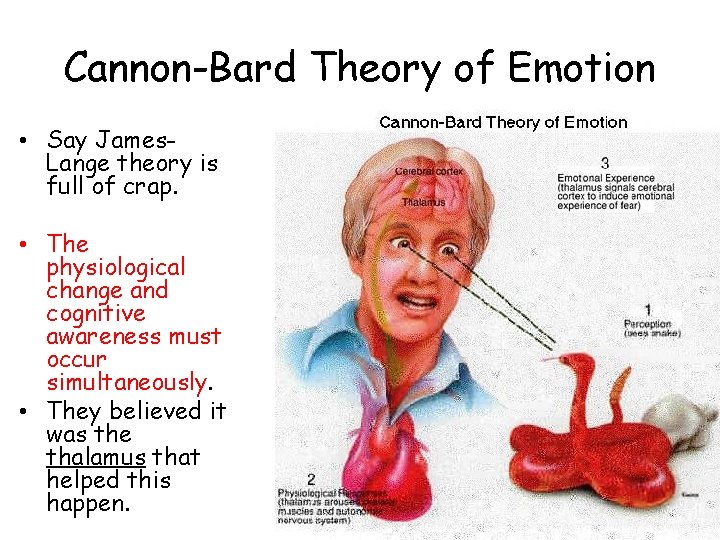 Cannon-Bard Theory of Emotion • Say James. Lange theory is full of crap. •