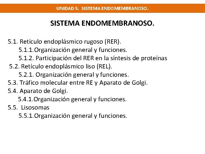 UNIDAD 5. SISTEMA ENDOMEMBRANOSO. 5. 1. Retículo endoplásmico rugoso (RER). 5. 1. 1. Organización