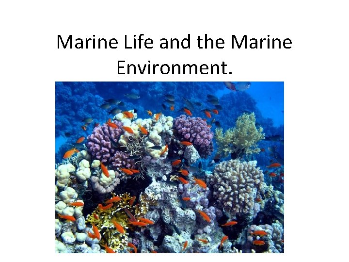 Marine Life and the Marine Environment. 