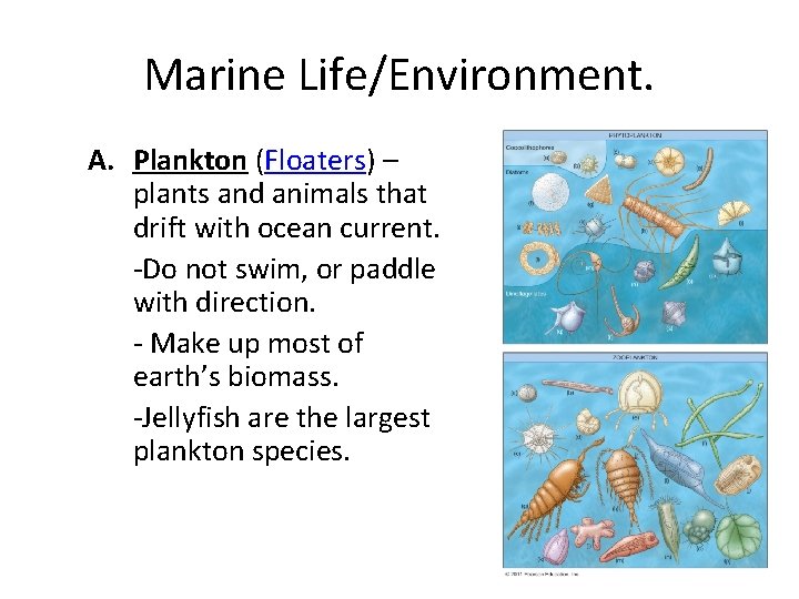 Marine Life/Environment. A. Plankton (Floaters) – plants and animals that drift with ocean current.