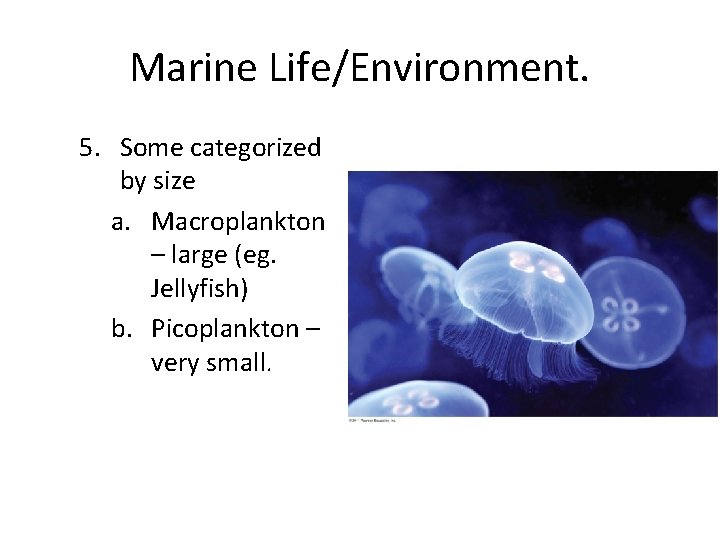 Marine Life/Environment. 5. Some categorized by size a. Macroplankton – large (eg. Jellyfish) b.