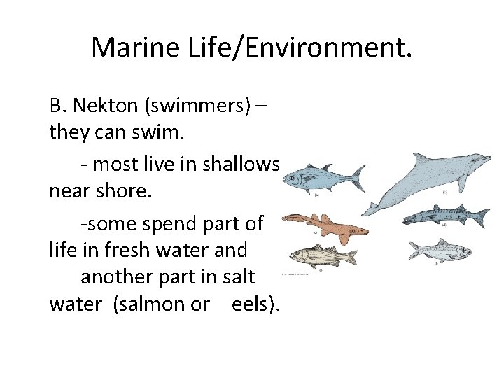 Marine Life/Environment. B. Nekton (swimmers) – they can swim. - most live in shallows