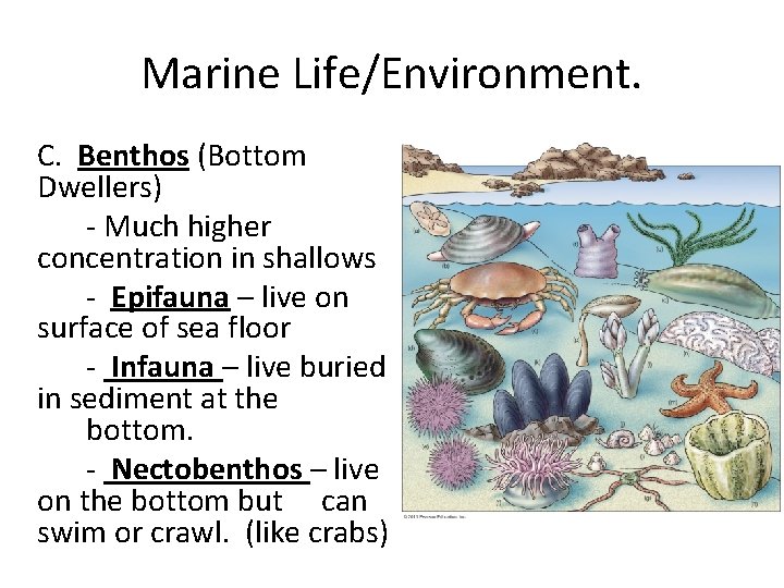 Marine Life/Environment. C. Benthos (Bottom Dwellers) - Much higher concentration in shallows - Epifauna