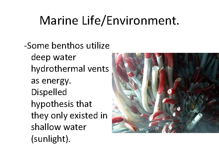 Marine Life/Environment. -Some benthos utilize deep water hydrothermal vents as energy. Dispelled hypothesis that