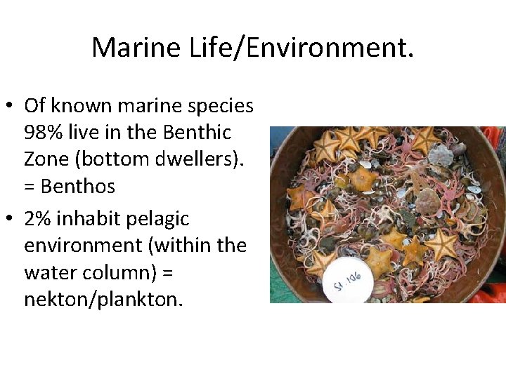 Marine Life/Environment. • Of known marine species 98% live in the Benthic Zone (bottom