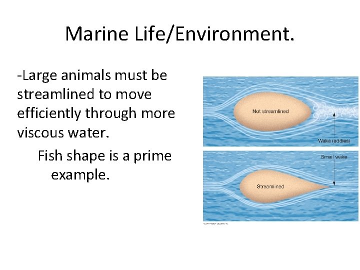 Marine Life/Environment. -Large animals must be streamlined to move efficiently through more viscous water.