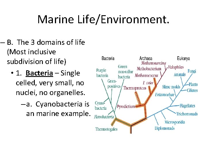 Marine Life/Environment. – B. The 3 domains of life (Most inclusive subdivision of life)