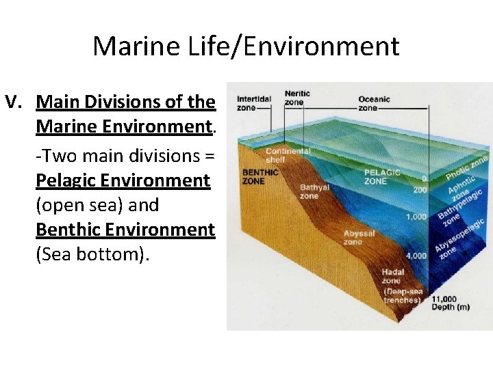 Marine Life/Environment V. Main Divisions of the Marine Environment. -Two main divisions = Pelagic