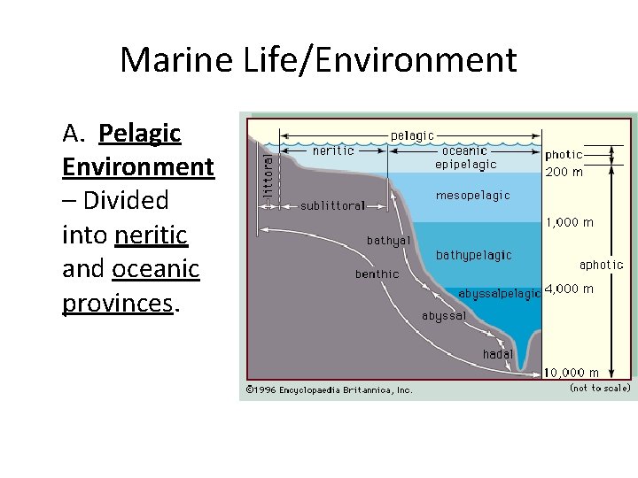 Marine Life/Environment A. Pelagic Environment – Divided into neritic and oceanic provinces. 