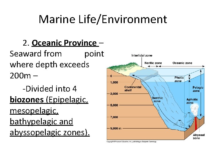 Marine Life/Environment 2. Oceanic Province – Seaward from point where depth exceeds 200 m