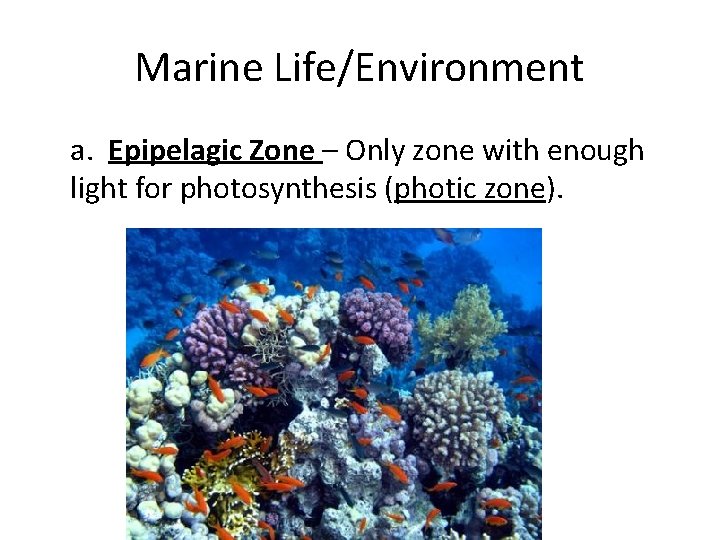 Marine Life/Environment a. Epipelagic Zone – Only zone with enough light for photosynthesis (photic