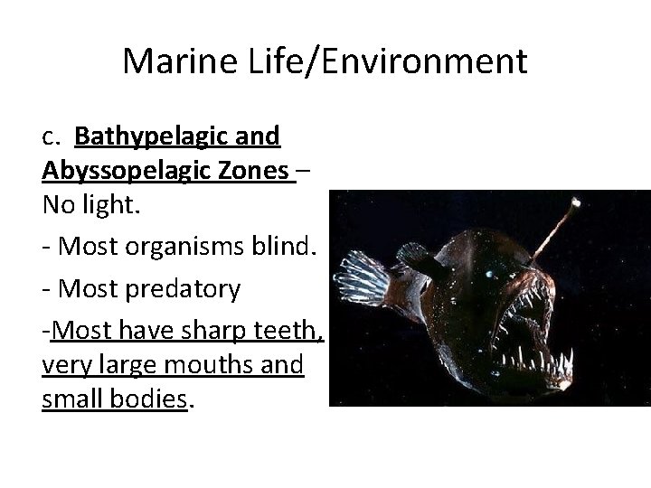 Marine Life/Environment c. Bathypelagic and Abyssopelagic Zones – No light. - Most organisms blind.