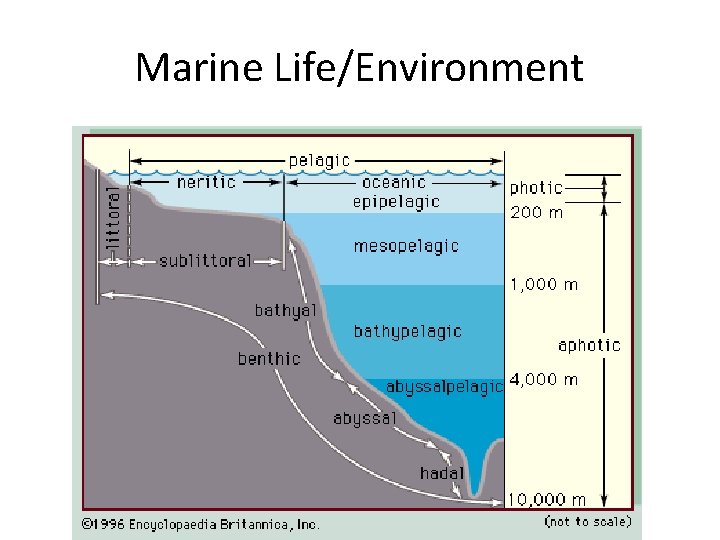 Marine Life/Environment 