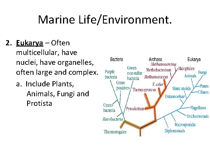 Marine Life/Environment. 2. Eukarya – Often multicellular, have nuclei, have organelles, often large and