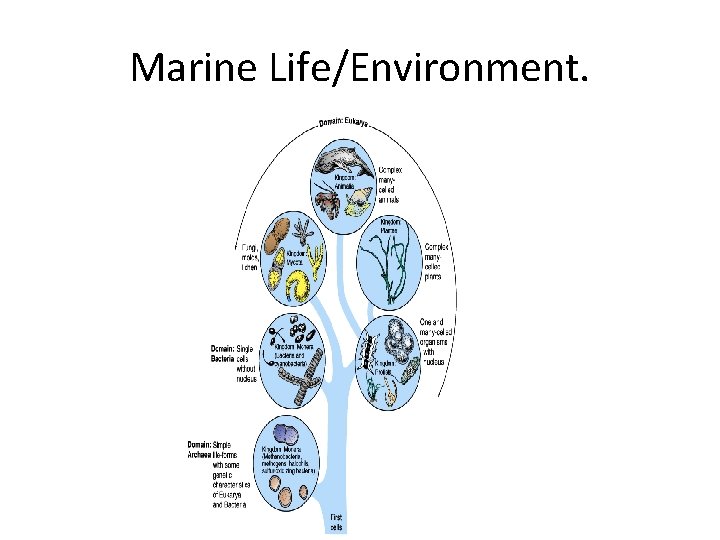 Marine Life/Environment. 