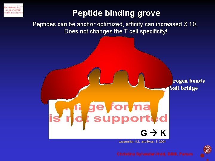 Peptide binding grove Peptides can be anchor optimized, affinity can increased X 10, Does