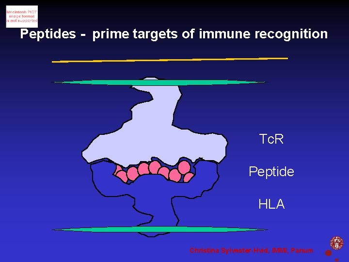 Peptides - prime targets of immune recognition Tc. R Peptide HLA Christina Sylvester-Hvid, IMMI,