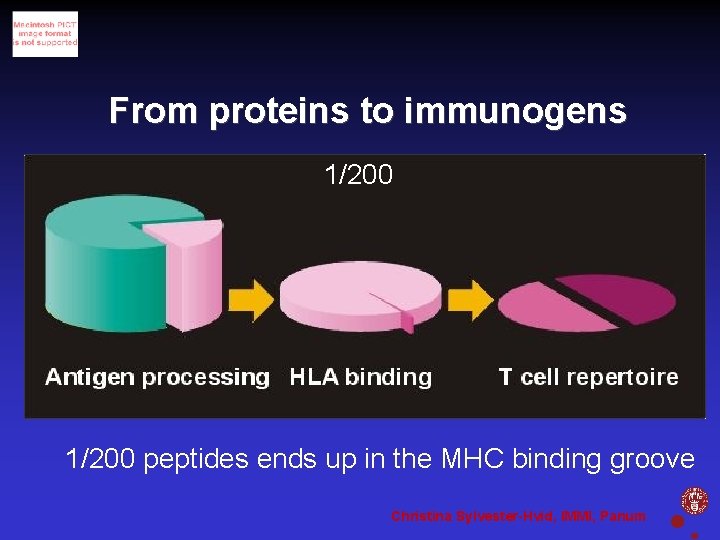 From proteins to immunogens 1/200 peptides ends up in the MHC binding groove Christina