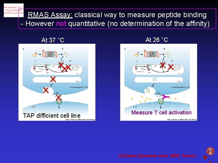 RMAS Assay: classical way to measure peptide binding - However not quantitative (no determination