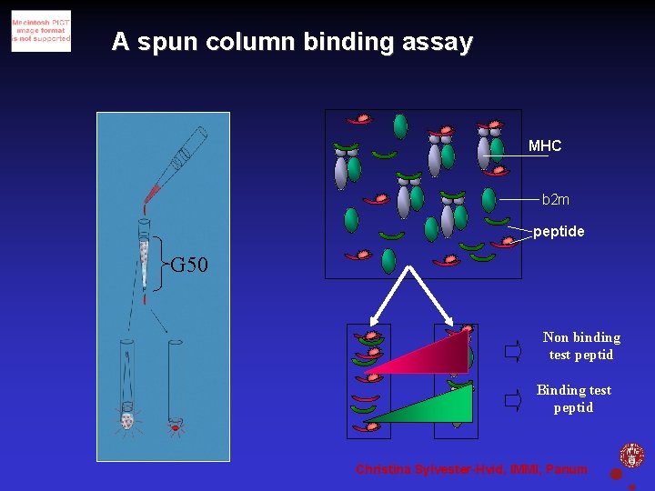 A spun column binding assay MHC b 2 m peptide G 50 Non binding