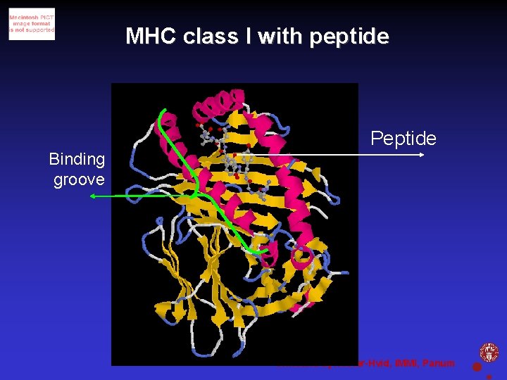 MHC class I with peptide Peptide Binding groove Christina Sylvester-Hvid, IMMI, Panum 