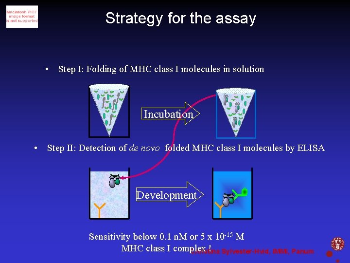 Strategy for the assay • Step I: Folding of MHC class I molecules in