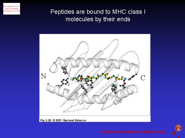 Peptides are bound to MHC class I molecules by their ends N C Christina