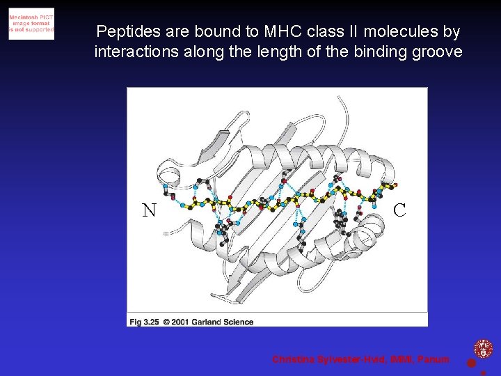 Peptides are bound to MHC class II molecules by interactions along the length of